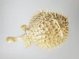 ⭐️· Dekoration af tørret pindsvinefisk / Kuglefisk - 5