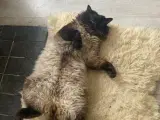MainCoon/Ragdoll - 5