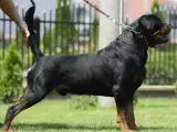 M.B´Rottweiler Hvalpe - 5