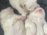 Shih tzu hvalpe - 4