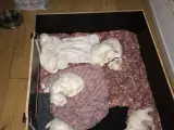 Malteser hvalp ægte malteser 