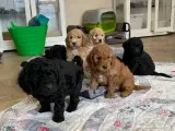 Mini Golden Doodle F1B babyer  - 5