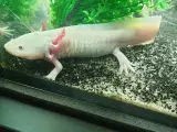 Hej søger axolotl hun på Fyn 