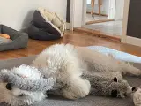 Pumapoo søger nyt hjem