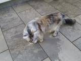 2 Hun katte på 2 år 