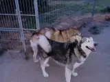 Alaskan malamute hvalpe 