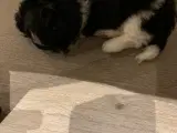 Hundehvalpe - 2