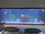 Skildpadde modtages