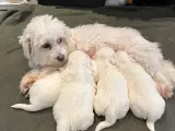 Bomuldshund- Coton de Tulear - 5