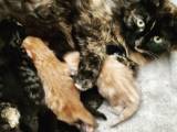 Kattekilling 