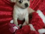 Chihuahua mix hvalpe - 2