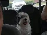 Bichon havanais hvalpe ren race  - 3