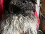 Bichon Havanais / Lhasa Apso - 2
