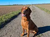 Dexter tilbydes til parring - 5
