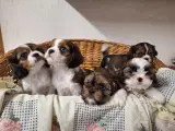 Cava tzu mix