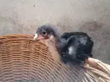 Brahma daggamle kyllinger