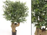 Oliventræ 140 cm - 5