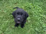 Labrador Retriver på - 5