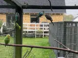 Naturfarvede undulater og sangparakitter sælges 