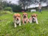 Chihuahua/Jack Russel 