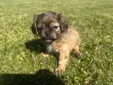 Shih tzu blandinger  - 5