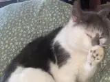 Hunkat 