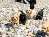 cockerdoodle, cockerpoo, doodle - 4