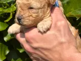 De lækreste Maltipoo hvalpe - 2