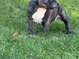 American Bully Hvalpe - 4