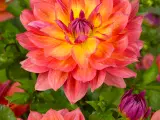 Dahlia - Stort udvalg af dahlia på Restsalg - 3