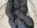 FT Cockerspaniel hvalpe sælges  - 2