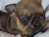 Ægte Franske Bulldogs - 2