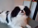 Japanese chin  - 5