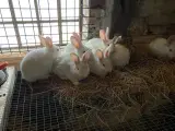 hvid land kaniner