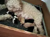 Cockapoo  - 2