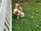 Cavalier hvalpe