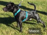 Staffordshire Bullterrier 