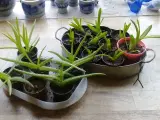 Små Aloe Vera planter. 
