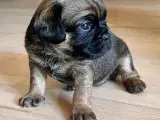 Hundehvalp, Petit Griffon - 2