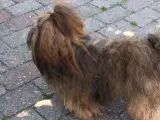 Bichon Havanaise tilbydes til Avl - 4