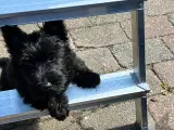 Skotsk Terrier hundehvalp - 2
