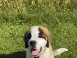 HASTER! Sankt Bernhardshund hvalp 4 månader - 5