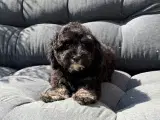 Cavapoo babyer må rejse nu - 4