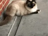 Kat  - 4