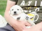 Utrolig dejlige Golden retriever søger hjem  - 2