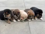 shiba blandings hvalpe