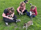 To super dejlige hanner søger en famille 