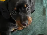 Korthåret gravhunde hvalpe  - 3