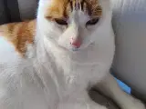 Gratis kat