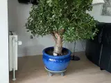 Pengetræ